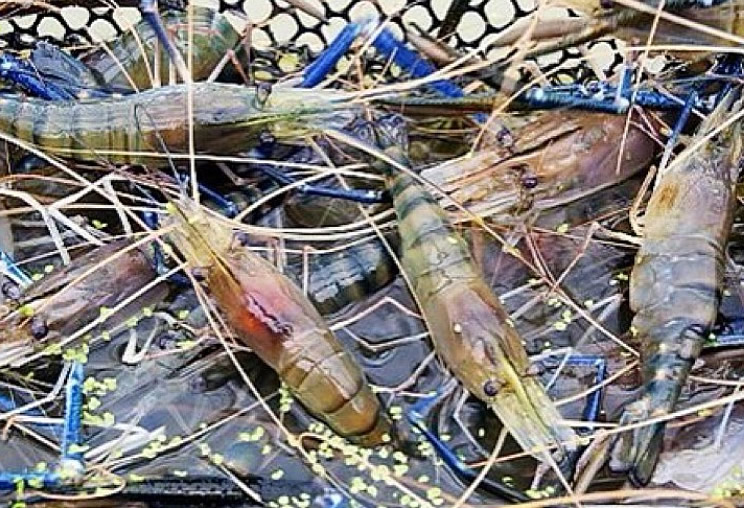 想買泰國蝦嗎?如何選擇?讓30年經驗的泰國蝦蝦農 直接告訴你