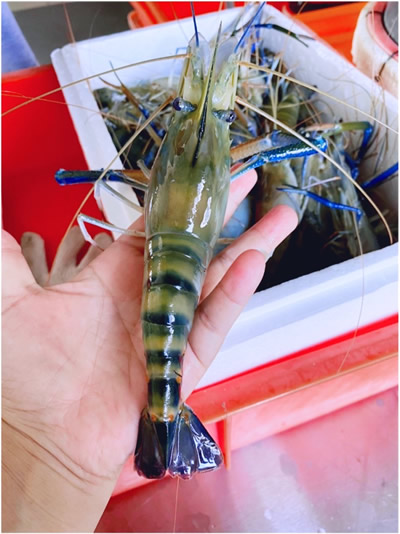 想買泰國蝦嗎?如何選擇?讓30年經驗的泰國蝦蝦農 直接告訴你